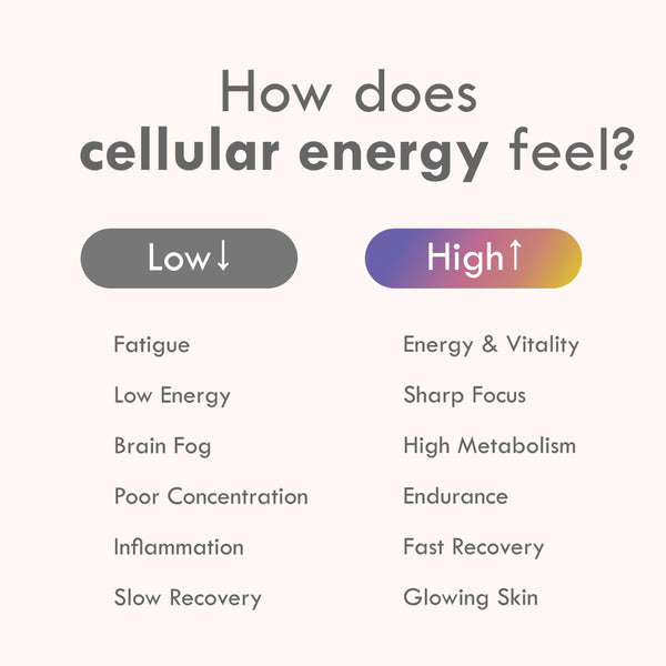 Cell Theory Liposomal NAD+ Formula